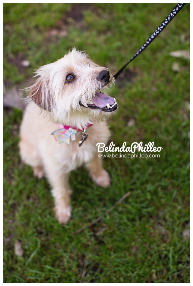 wheaten terrier