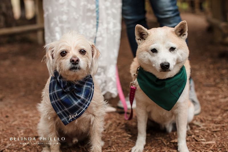 Dog portraits